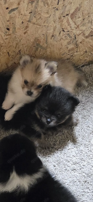 pomeranian  (zwergspitz)