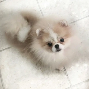 Vermisst Entlaufen gestohln