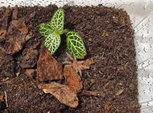 Grammostola pulchripes Slings ENZ12 25