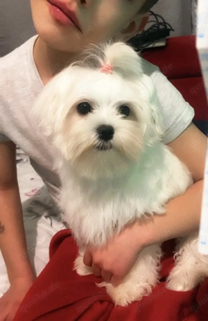 Ein wunderschöner Maltese