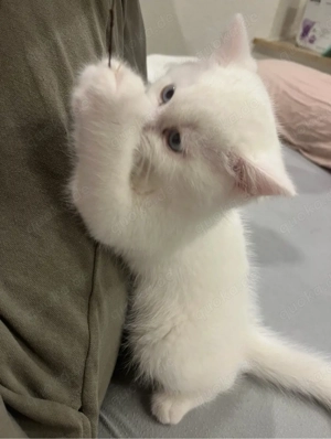 Kitten Kätzchen zu Verkaufen!!