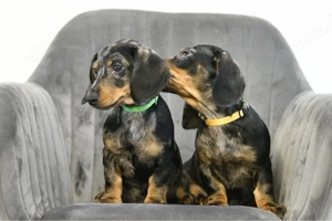 Dackel Welpen Hündinnen 