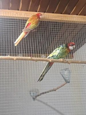 Biete 1. Zuchtpaar Rosellasittche an.