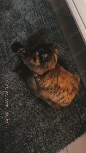 Verkaufe meine Main Coon - Bkh Mix Katze