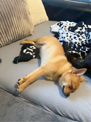 Süßer Pomeranian Prager Rattler Welpe darf ausziehen.