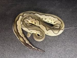 Cinnamon Clown Königspython