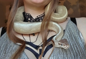 Königsphyton Purple Passion 