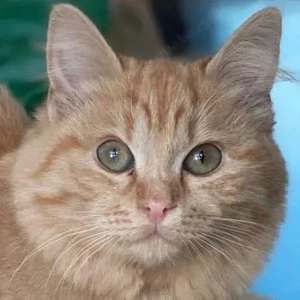 Viola, geb. ca. 09 2025, lebt in GRIECHENLAND, auf einer privaten Pflegestelle 