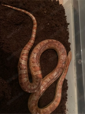 Kornnatter 1.0 Adult 