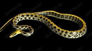 Schönnattern zu verkaufen 