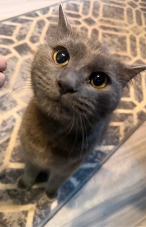 die zwei süßen suchen ein neues zuhause 