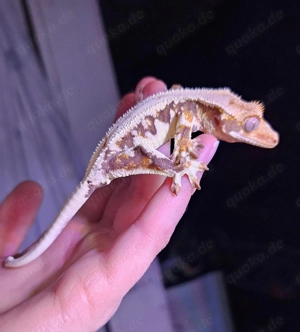 1.0 Kronengecko, High-Lilywhite Tricolor Harlequin