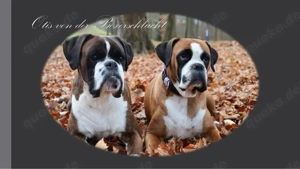 Kleine reinrassige Boxerherzen suchen ihr Zuhause fürs Leben