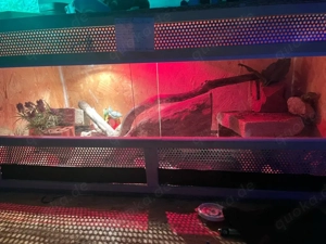 Terrarium von 100 cm Länge und 50 cm Breite und Höhe