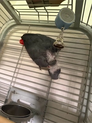 Graupapagei männlich