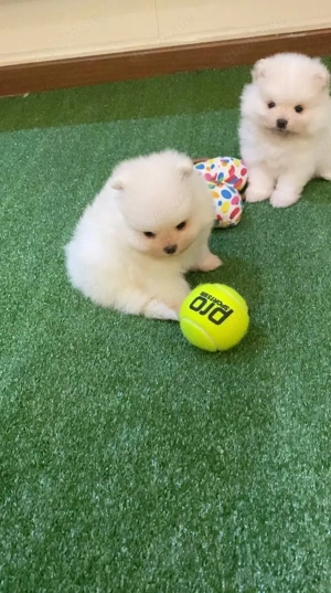 Adoptiere deinen neuen Freund