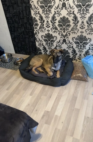 Süße Schäferhund-Mix-Welpe Kira sucht ein liebevolles Zuhause! Bild 2