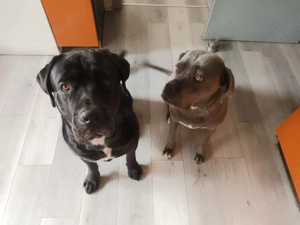 cane corso rüde in liebevolle hände abzugeben