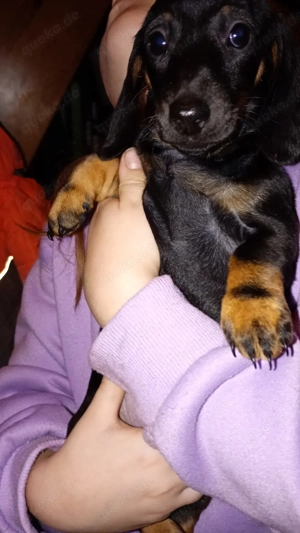 Dackelwelpen abzugeben