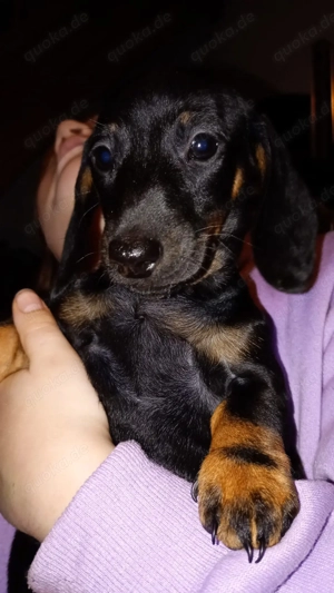 Dackelwelpen abzugeben Bild 2