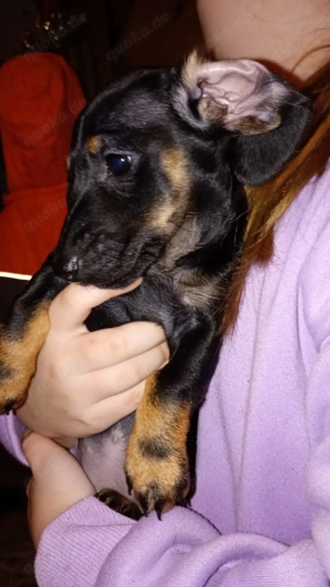 Dackelwelpen abzugeben Bild 4