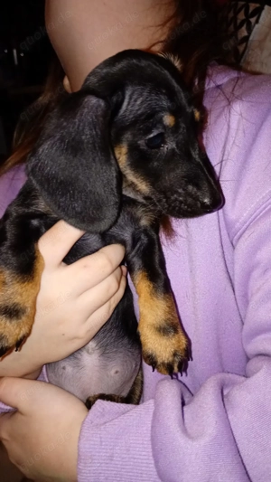 Dackelwelpen abzugeben Bild 3