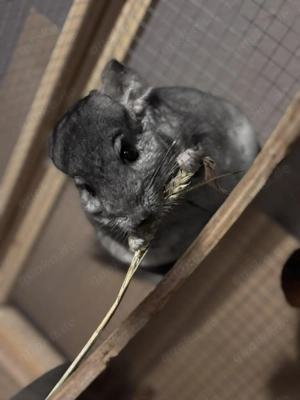 Chinchillahs abzugeben  Bild 2