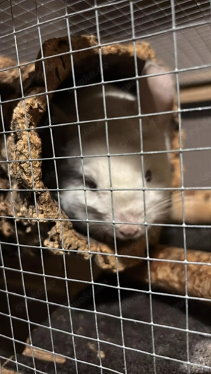 Chinchillahs abzugeben  Bild 4