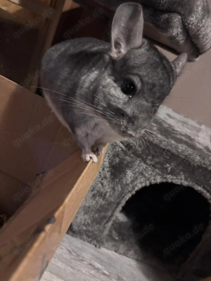Chinchillahs abzugeben  Bild 5