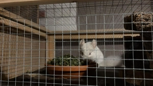 Chinchillahs abzugeben 