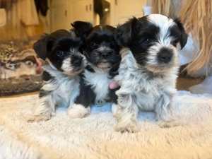 Zauberhafte Havapoo-Yorki Mix Welpen
