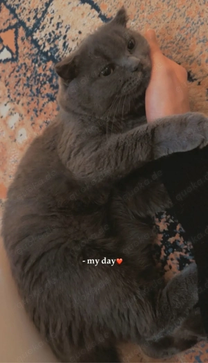 hauskatzen , kater , katzen , katze 