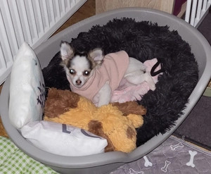 Chihuahua-Teeny mit handycap in verantwortungsvolle Hände abzugeben