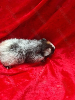 Meerschweinchen Mädels