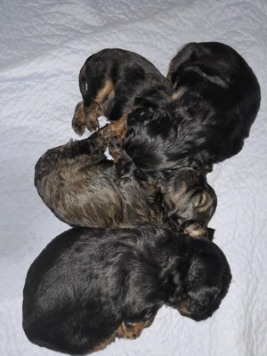 Cavapoo Welpen Cavalier King Charles Spaniel Pudel