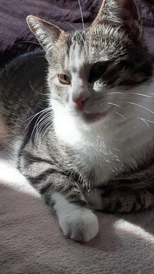 Kater in gute Hände abzugeben