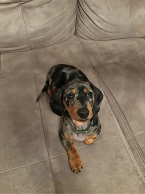 Zwergdackelhündin sucht liebevolles Zuhause 