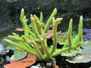 Korallenableger-Meerwasser- Acropora tumida