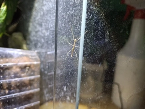 blaue annam stabheuschrecke dnz  