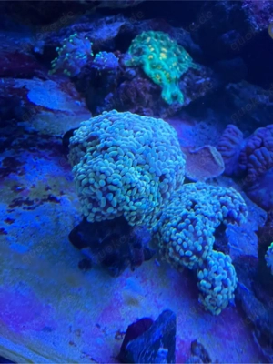 korallen meerwasser aquarium 