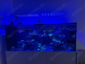 meerwasser aquarium 150x70x60 raumteiler und technik becken 