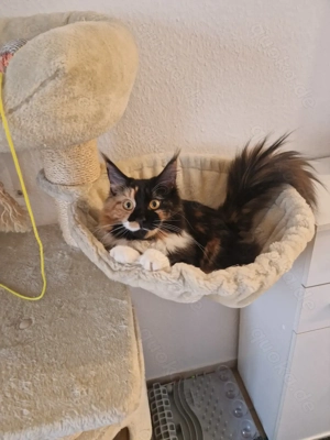 Maine Coon reinrassig 7 Monate alt 