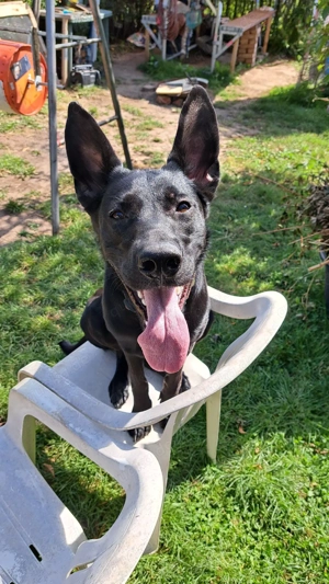 Schäferhündin Mix sucht schönes Heim