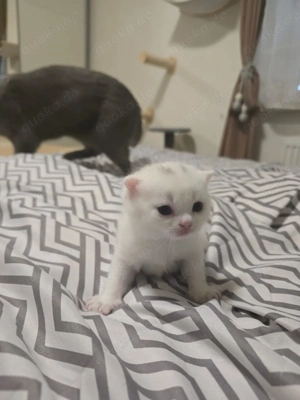 BKH-Kitte Weiß Kater ab Anfang April abholbereit