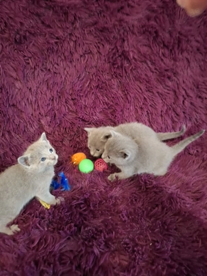 Reinrassige Russisch blau Kitten mit Stammbaum.  Bild 2