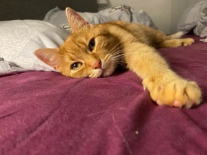 2 EKH Katzen suchen ein liebevolles Zuhause