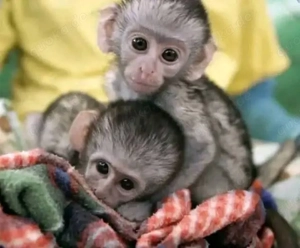 Bezauberndes Kapuzineräffchen 
