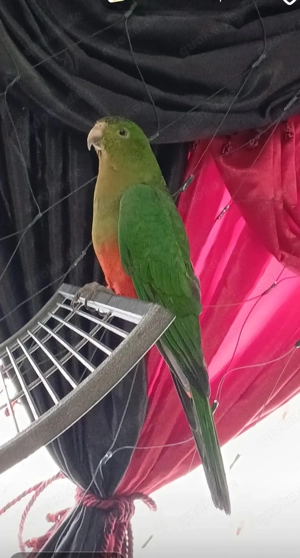 königsittische pärachen zu verkaufen 