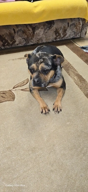 American bully pocket 