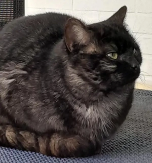 Wuschel-Kater sucht Zuhause! - Vielleicht bei DIR?